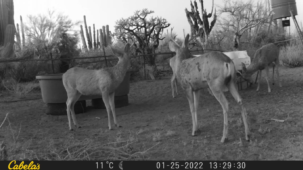 Video 8